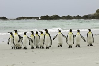 King Penguin (Aptenodytes patagonicus), Falkland Islands