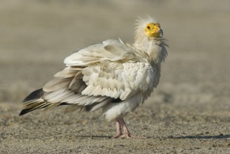 Egyptian Vulture (Neophron percnopterus), Oman