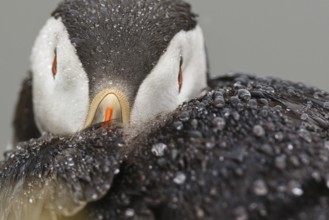 Atlantic Puffin (Fratercula arctica), Wales, United Kingdom