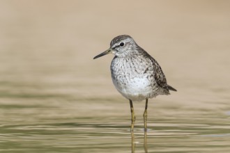 Wood Sandpiper (Tringa glareola) foraging, Eilat, Israel