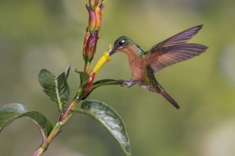 Brazilian Ruby (Clytolaema rubricauda) flying and feeding at a flower in the Atlantic rainforest of