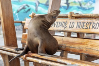 Sea lions (Zalophus wollebaeki), San Cristobal, Galapagos, Ecuador