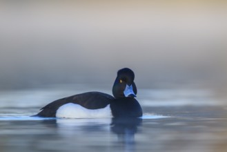 Tufted Duck (Aythya fuligula) male, North Rhine-Westphalia, Germany