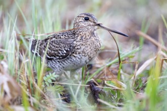 Great Snipe (Gallinago media), Nizhegorodskaya, Russia