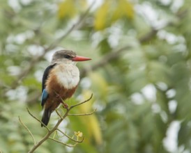 Grey-headed Kingfisher (Halcyon leucocephala), Uganda