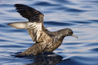 Sooty Shearwater (Ardenna grisea), Eilat, Israel
