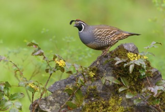 California Quail (Callipepla californica) male, British Columbia, Canada