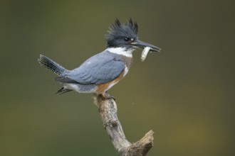 Belted Kingfisher (Megaceryle alcyon) female perched on a branch with a fish prey in its beak,