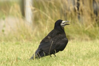 Rook (Corvus frugilegus) juvenile, Lower Saxony, Germany