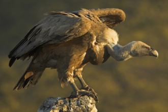 Griffon Vulture (Gyps fulvus), Castile-La Mancha, Spain