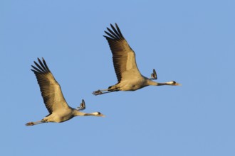 Common Crane (Grus grus), Mecklenburg-Western Pomerania, Germany