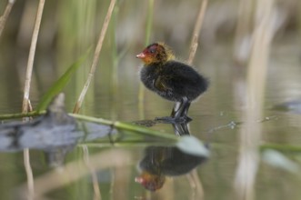 Eurasian Coot (Fulica atra) juvenile, Saxony, Germany