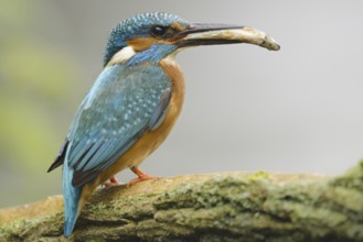 Common Kingfisher (Alcedo atthis), North Rhine-Westphalia, Germany