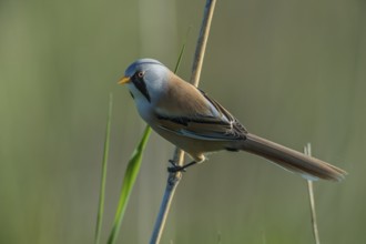 Bearded Reedling (Panurus biarmicus) male, Schleswig-Holstein, Germany