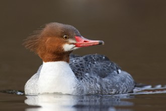 Common Merganser (Mergus merganser americanus) female, British Columbia, Canada