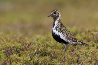European Golden Plover (Pluvialis apricaria), Sweden