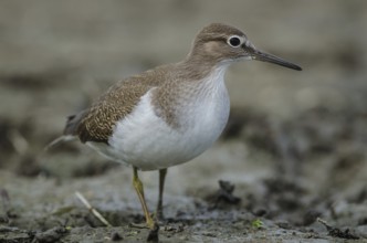 Common Sandpiper (Actitis hypoleucos), Schleswig-Holstein, Germany
