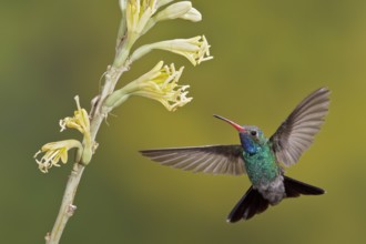 Broad-billed Hummingbird (Cynanthus latirostris) flying while feeding at a flower in southern