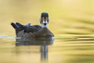 Wood Duck (Aix sponsa) male, St. Gallen, Switzerland