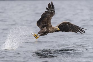White-tailed Eagle (Haliaeetus albicilla) hunting, Norway