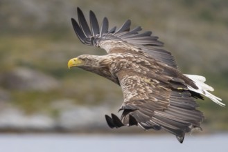 White-tailed Eagle (Haliaeetus albicilla) hunting, Norway