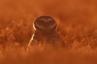 Burrowing Owl (Athene cunicularia), Florida, USA