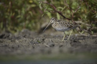 Common Snipe (Gallinago gallinago), Thuringia, Germany