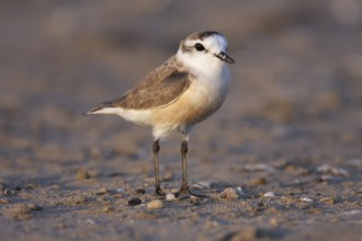 White-fronted Plover (Charadrius marginatus), Namibia