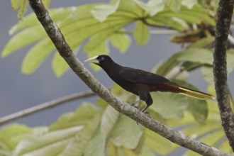 Crested Oropendola (Psarocolius decumanus), Ecuador