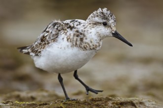 Sanderling (Calidris alba), Asturias, Spain