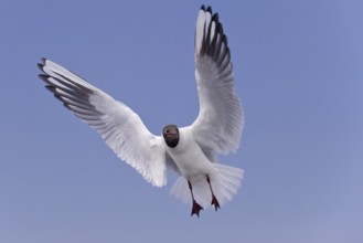 Black-headed Gull (Chroicocephalus ridibundus) flying, Texel, Netherlands