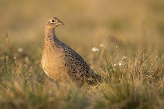 Common Pheasant (Phasianus colchicus) female, Kutno, Poland