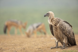White-backed Vulture (Gyps africanus), South Africa