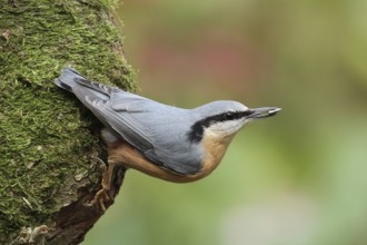 Eurasian Nuthatch (Sitta europaea), Lower Saxony, Germany
