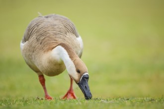 Schwanengans, Anser cygnoides Swan Goose, Anser cygnoides