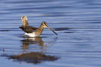 Common Snipe (Gallinago gallinago), Castile-La Mancha, Spain