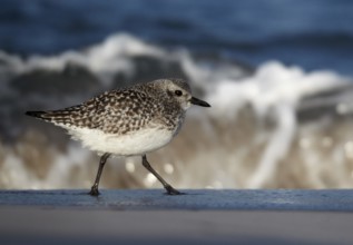 Grey Plover (Pluvialis squatarola), Schleswig-Holstein, Germany