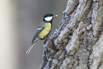 Great Tit (Parus major), Baden-Wuerttemberg, Germany