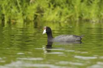 Hawaiian Coot (Fulica alai), Idaho, USA