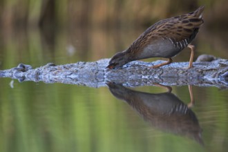Water Rail (Rallus aquaticus) foraging, Saxony, Germany