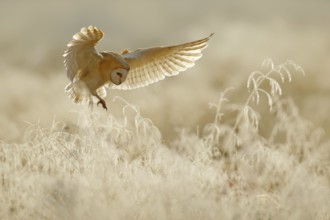 Owl fly with open wings. Barn Owl, Tyto alba, flying above rime white grass in the morning.