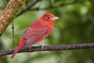 Summer Tanager Piranga rubra San Jose, COSTA RICA 7 November Adult Male Thraupidae