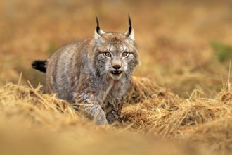 Lynx in green forest. Wildlife scene from nature. Walking Eurasian lynx, animal behaviour in