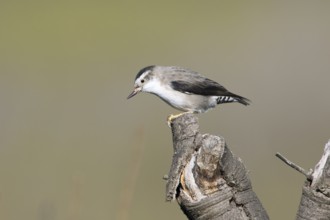 Varied Sittella (Daphoenositta chrysoptera pileata) male perched on a stump, Victoria, Australia