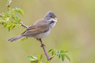 Common Whitethroat (Sylvia communis) male singing, perched on a twig, Poland