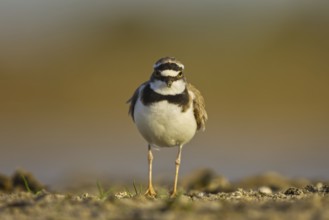 Little Ringed Plover (Charadrius dubius), North Rhine-Westphalia, Germany