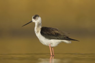 Black-winged Stilt (Himantopus himantopus) female foraging, North Rhine-Westphalia, Germany