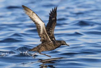 Sooty Shearwater (Ardenna grisea) flying, Eilat, Israel
