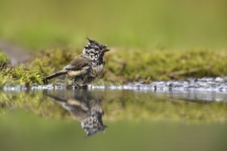 European Crested Tit (Lophophanes cristatus) at a waterhole, Netherlands