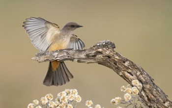 Say's Phoebe (Sayornis saya) perched on a branch, Texas, USA